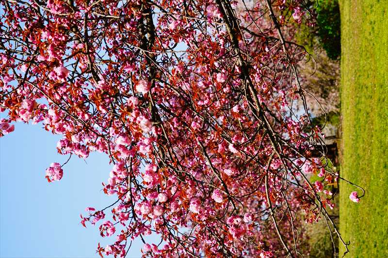 1013_桜公園_新潟