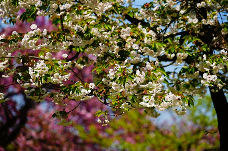 1013_桜公園_新潟