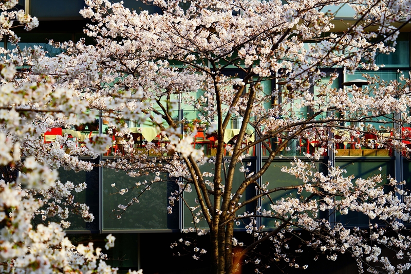 1001_東京ミッドタウン_東京