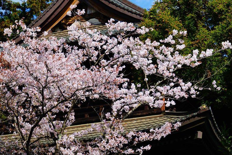 1021_大善寺_山梨