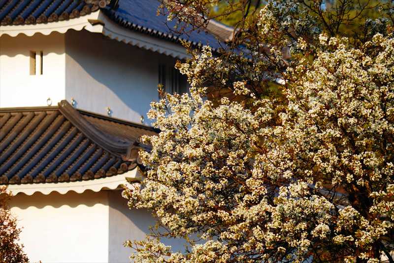 1002_甲府城公園_山梨