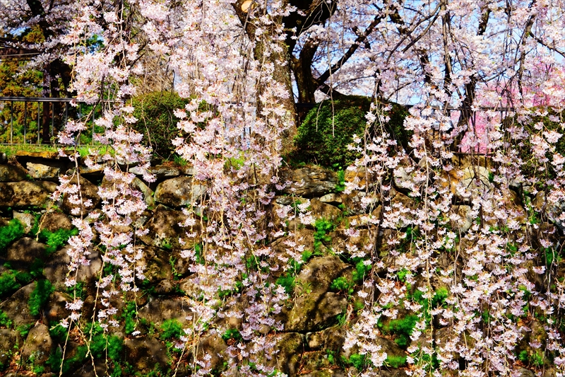 1126_高島城_長野