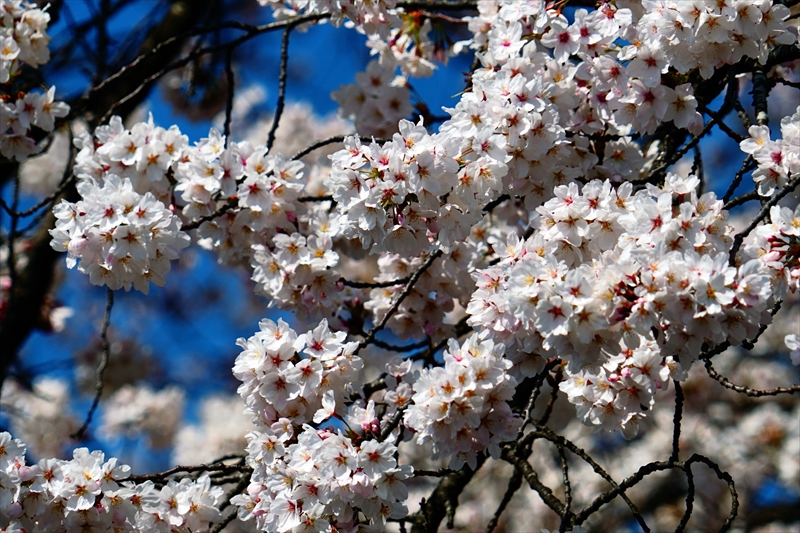 1128_高島城_長野