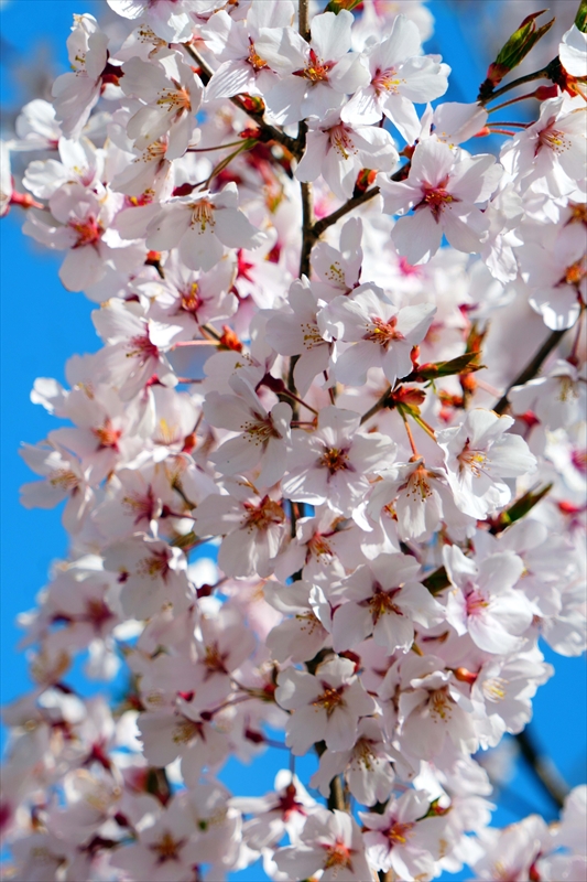 1034_諏訪湖畔_長野