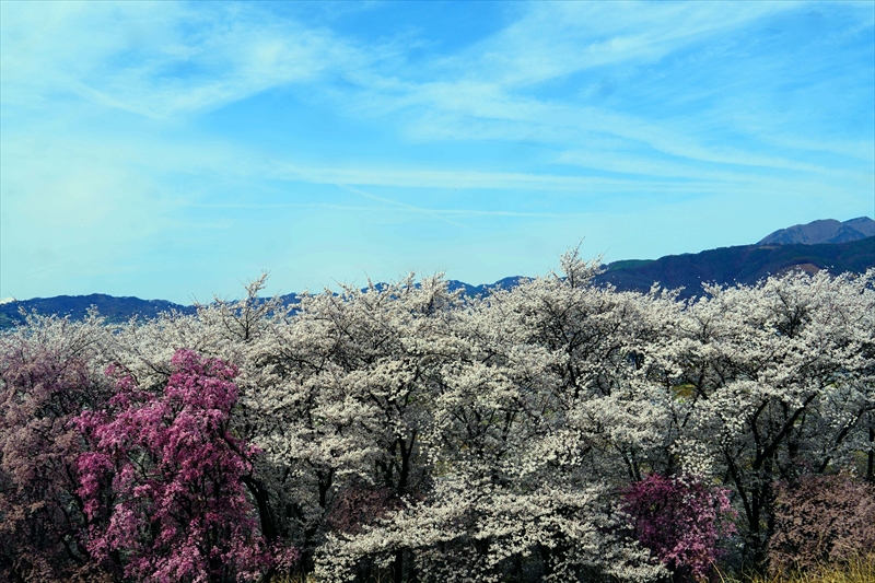 1087_弘法山古墳_長野