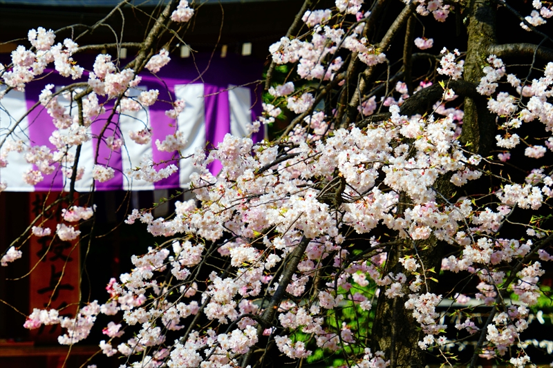 1057_松本城_長野