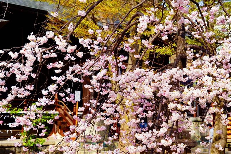 1058_松本城_長野