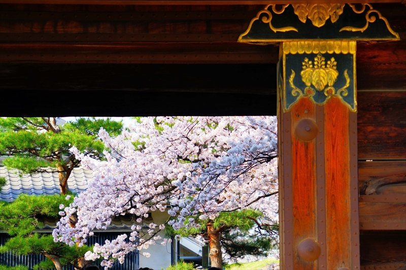 1059_松本城_長野