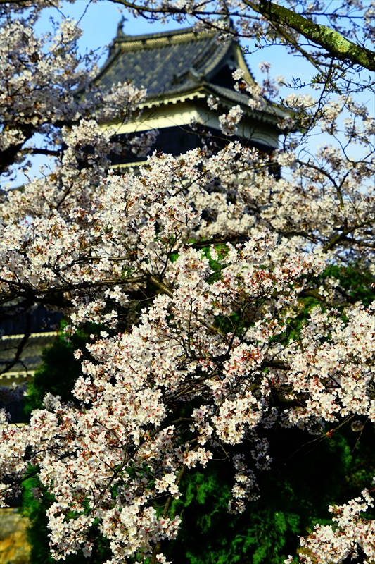 1062_松本城_長野