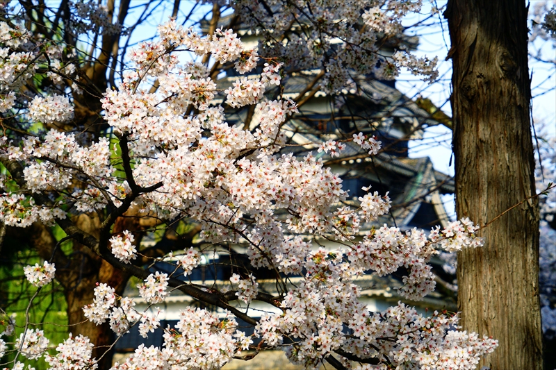 1063_松本城_長野