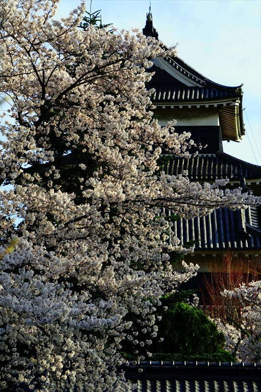 1069_松本城_長野
