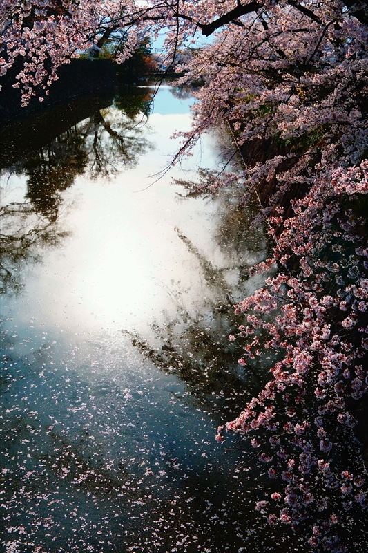 1071_松本城_長野