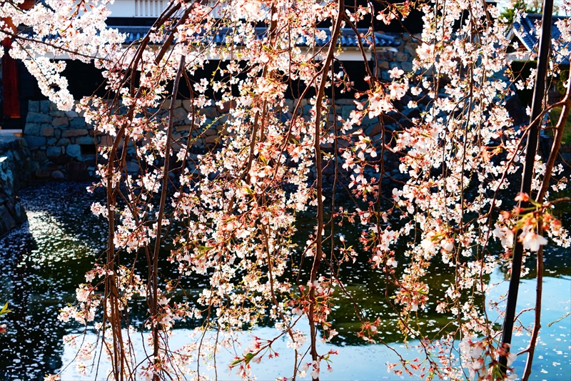 1072_松本城_長野