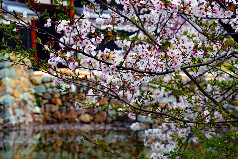 1076_松本城_長野