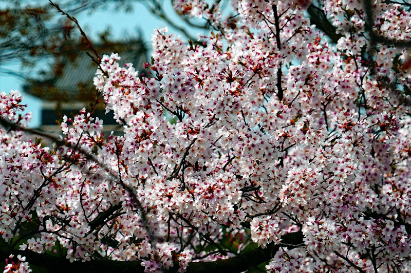 1081_松本城_長野