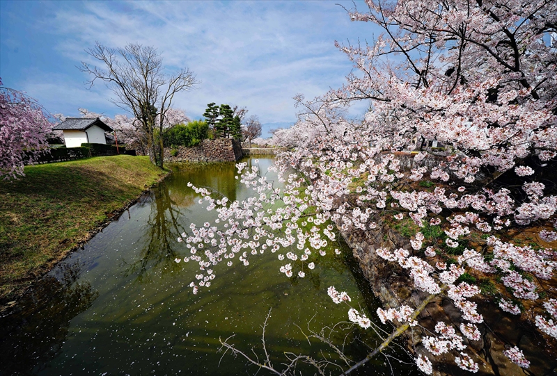 1084_松本城_長野