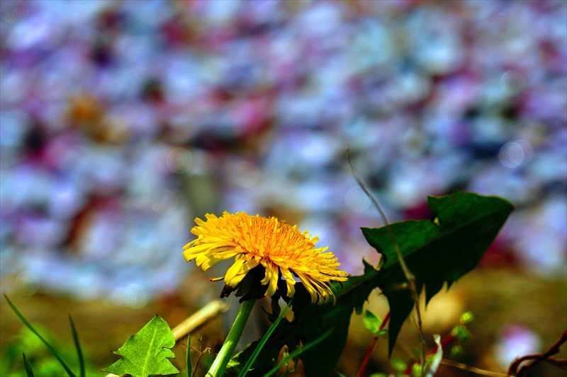 1156_弘前公園_青森