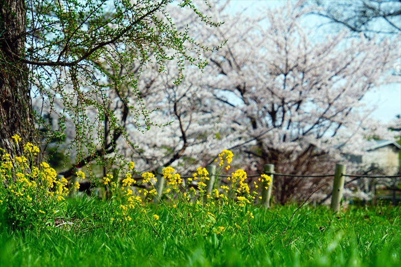 1075_浪岡湿生花園_青森