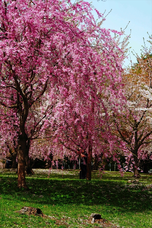 1351_芦野公園_青森