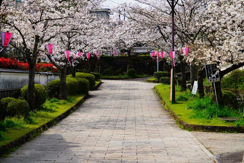 1048_鹿島市旭ヶ岡公園_佐賀