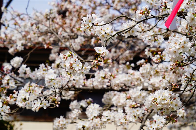 1049_鹿島市旭ヶ岡公園_佐賀