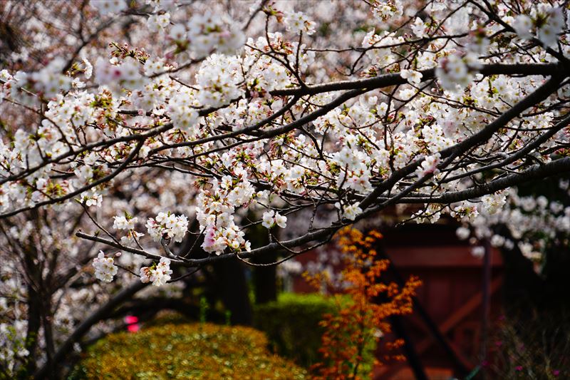 1050_鹿島市旭ヶ岡公園_佐賀