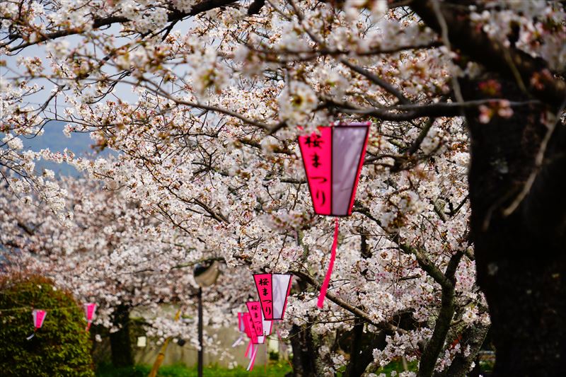 1051_鹿島市旭ヶ岡公園_佐賀