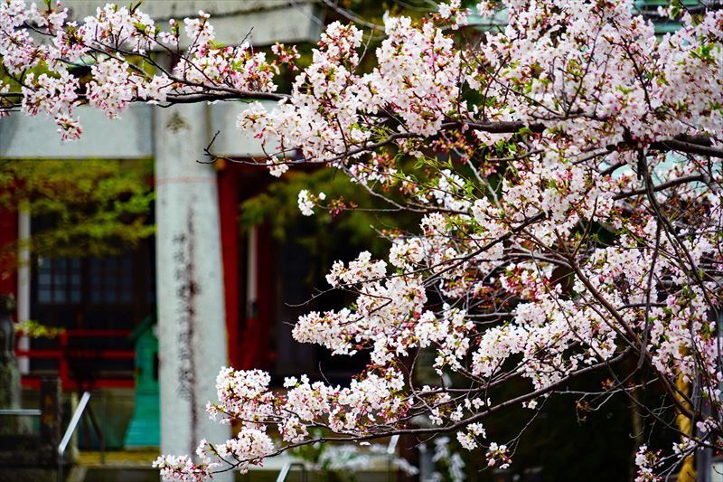 1037_太良嶽神社_佐賀