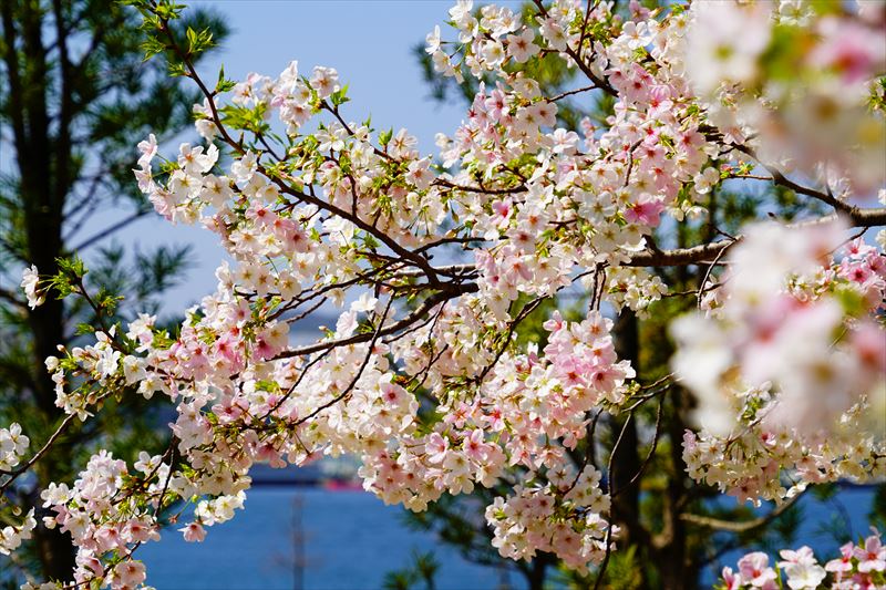 1013_長崎県庁おのうえの公園_長崎