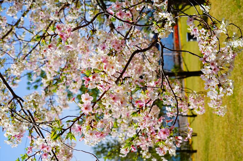 1014_長崎県庁おのうえの公園_長崎