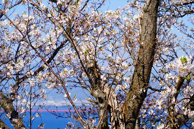 1031_県道207号線多良見町佐瀬_長崎