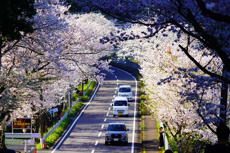 1034_「昭和やったね」の桜並木_長崎