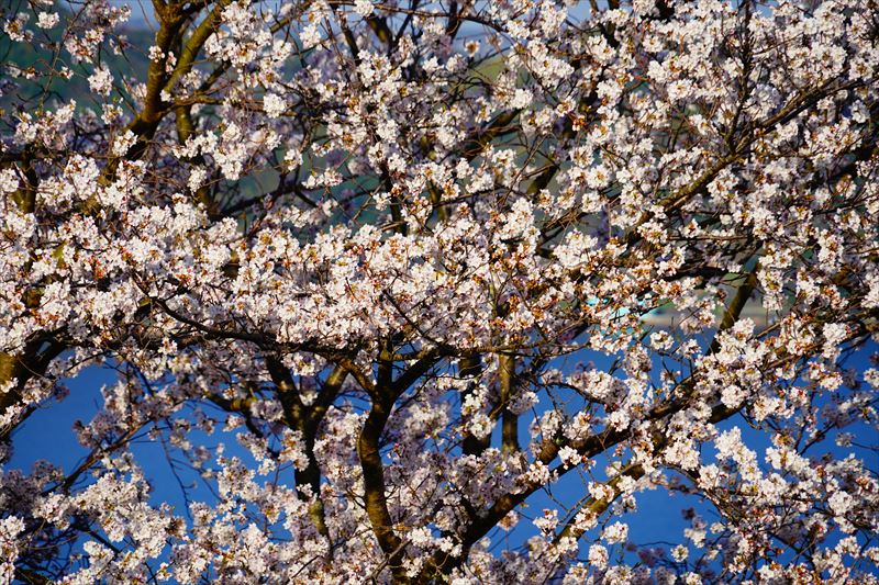 1036_多良見のぞみ公園_長崎