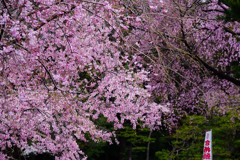 1001_宇都宮八幡山公園_栃木