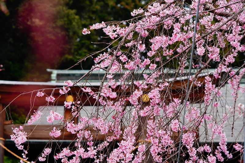 1002_宇都宮八幡山公園_栃木