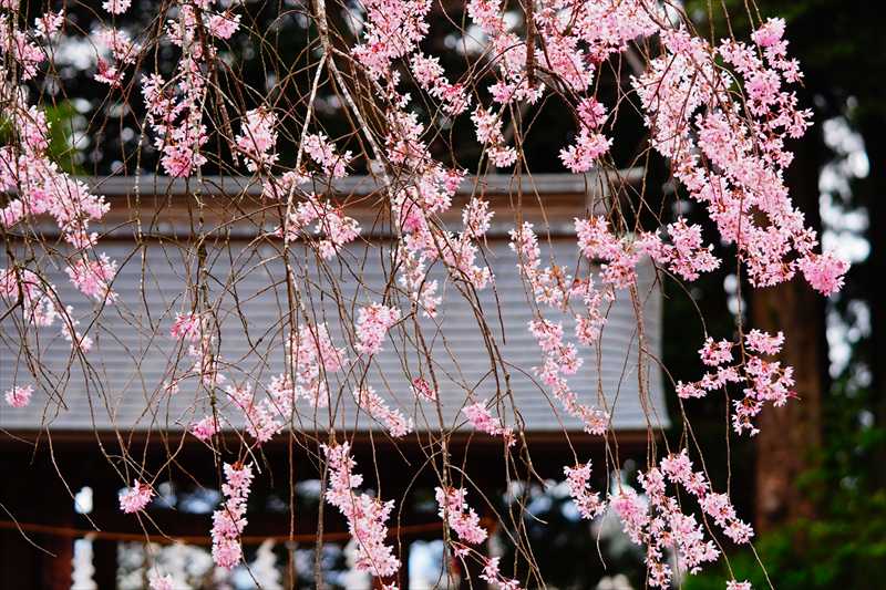 1003_宇都宮八幡山公園_栃木