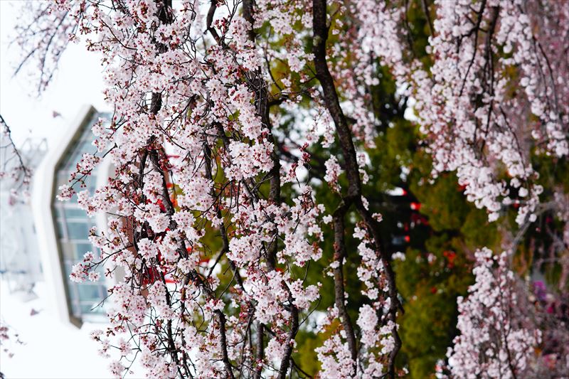 1004_宇都宮八幡山公園_栃木