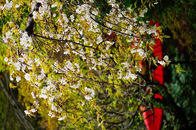 1120_佐倉城址公園_千葉