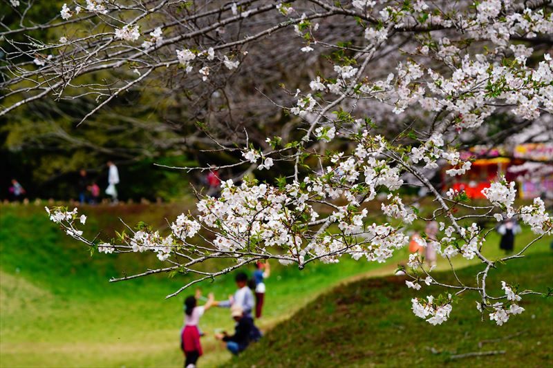 1122_佐倉城址公園_千葉