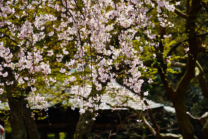 1135_成田山公園_千葉