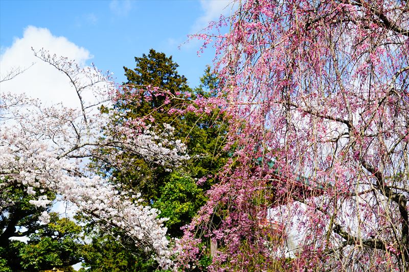 1136_成田山公園_千葉