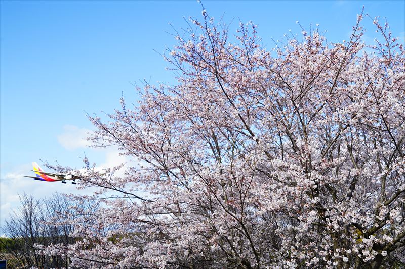 1124_成田市さくらの山_千葉