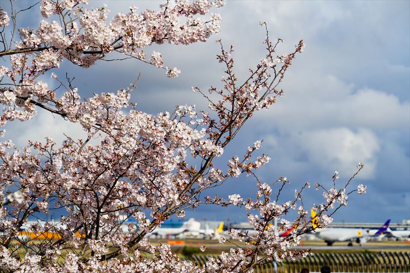 1125_成田市さくらの山_千葉