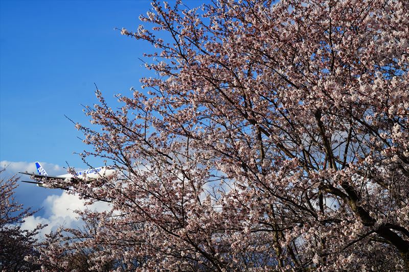 1126_成田市さくらの山_千葉