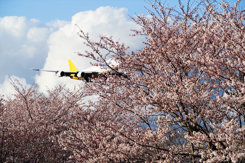 1129_成田市さくらの山_千葉