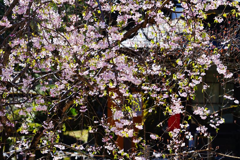 1093_滋賀縣護國神社_滋賀