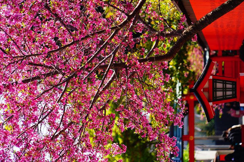 1056_洛西 車折神社_京都