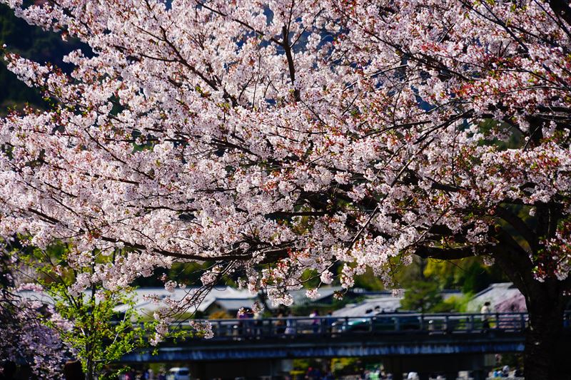 1058_洛南 渡月橋_京都