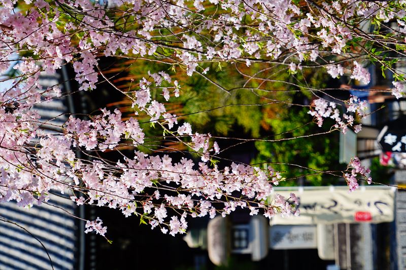 1065_洛南 清凉寺_京都