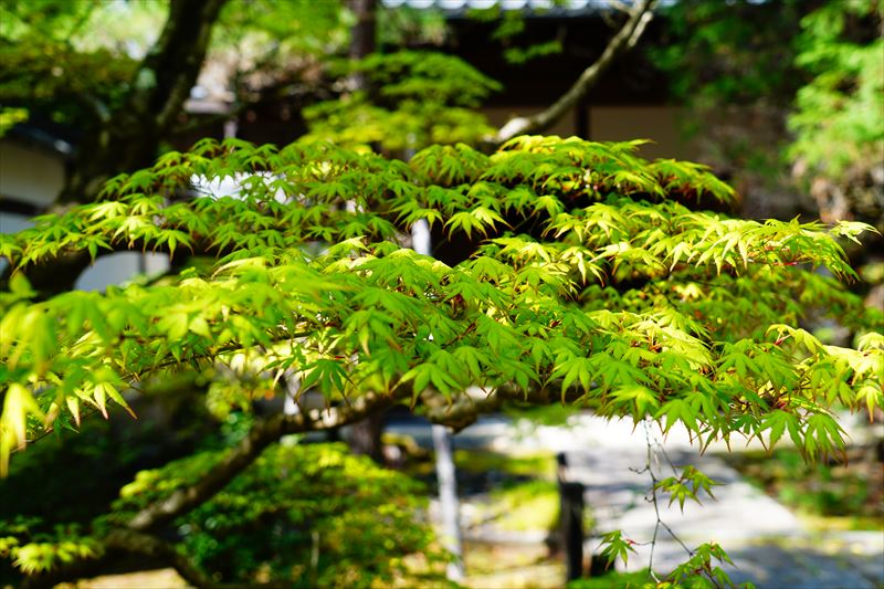 1062_洛南 清凉寺_青紅葉_京都